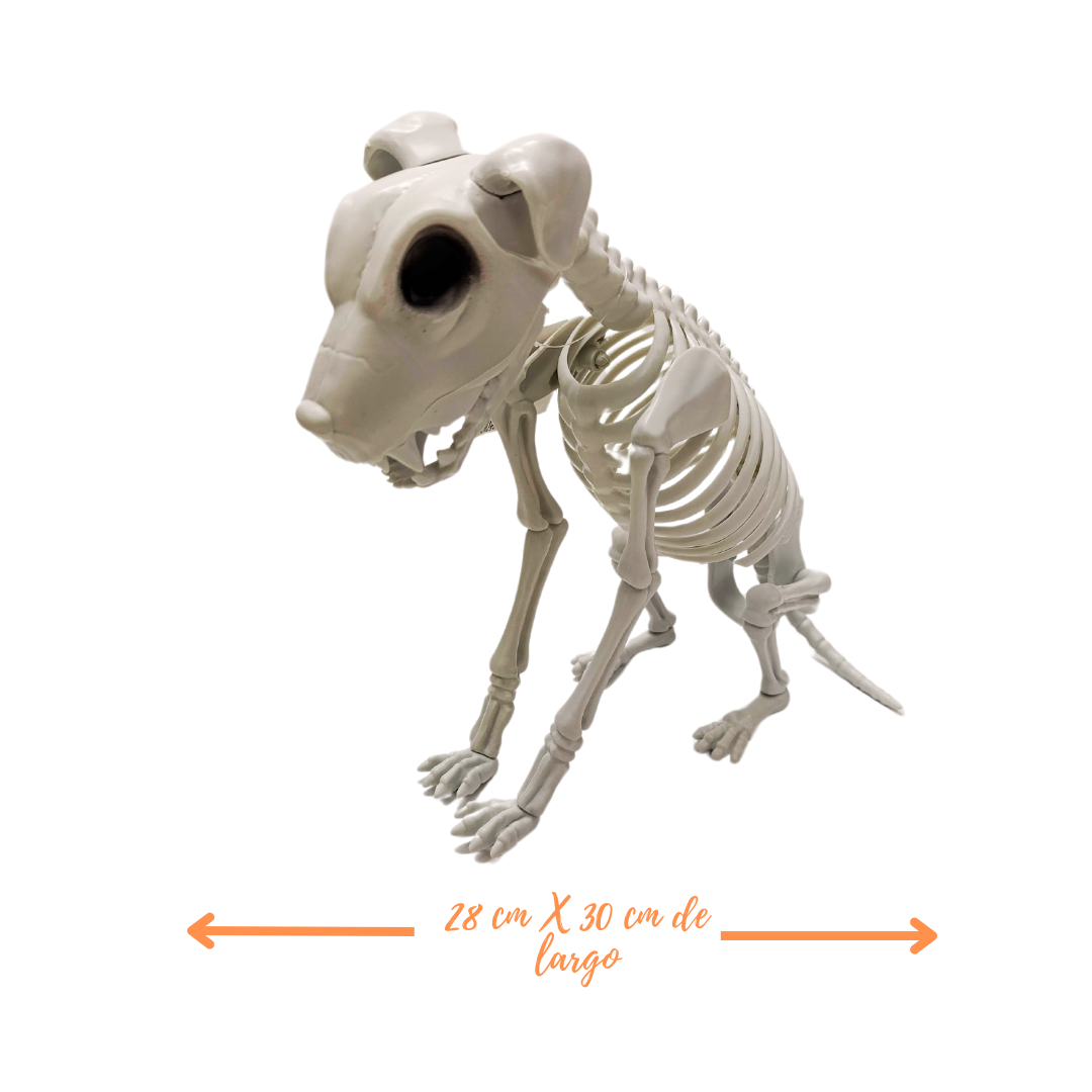ESQUELETO DE PERRO