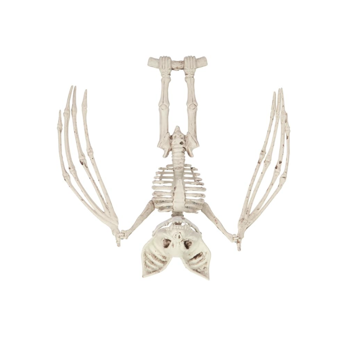 ESQUELETO DE MURCIELAGO