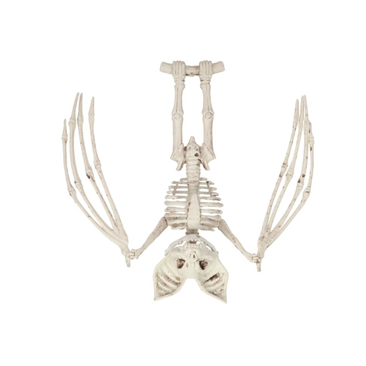 ESQUELETO DE MURCIELAGO